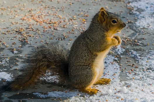 One squirrel eating food in the snow.