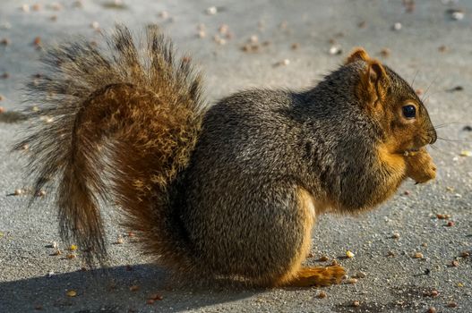 One squirrel eating food in the snow.