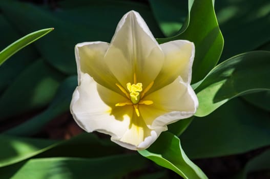 A close-up of one white tulip in a garden.
