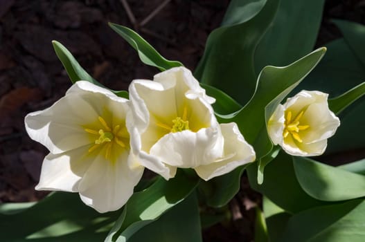 A close-up of three white tulips in a garden.