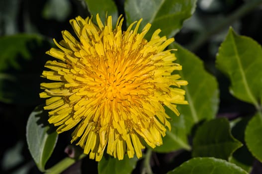 A close-up of one dandelion in a garden.