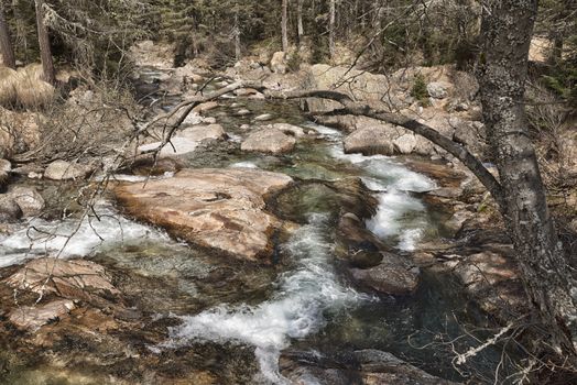 river, clear water in the wild forest 