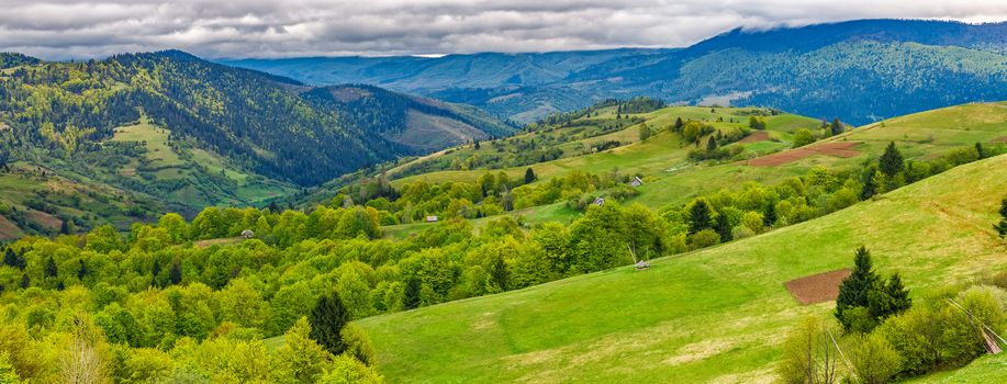 Panoramic rural landscape. forest in mountain rural area. green agricultural field on a hillside. beautiful summer scenery