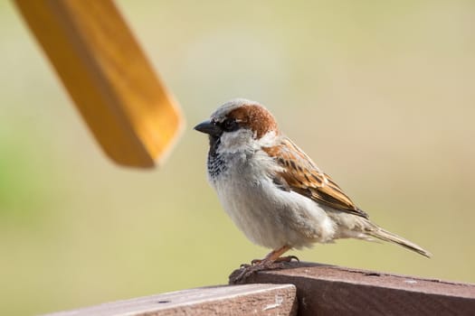 The photograph depicts a young sparrow on branch