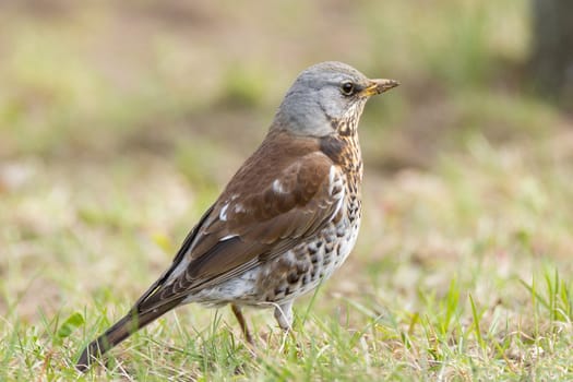 The photo shows a blackbird rowan on a branch