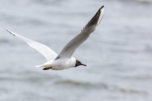 The photograph shows a gull flying above the water