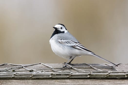 The picture shows a wagtail on the grass