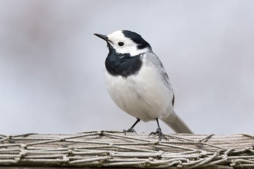 The picture shows a wagtail on the grass