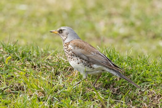 The photo shows a blackbird rowan on a branch