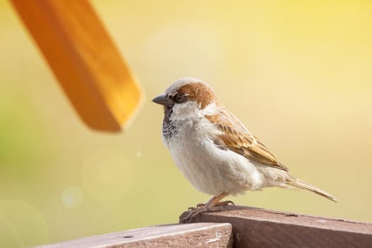 The photograph depicts a young sparrow on branch