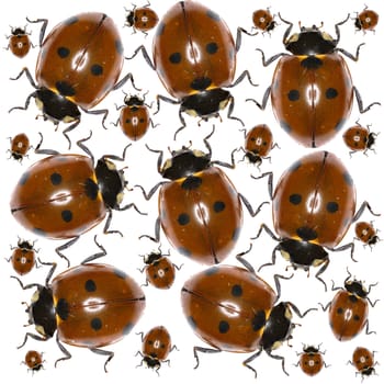 Ladybug Photo Pattern  -  Seven-spot Ladybird on white Background 