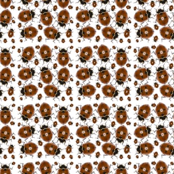 Ladybug Photo Pattern  -  Seven-spot Ladybird on white Background