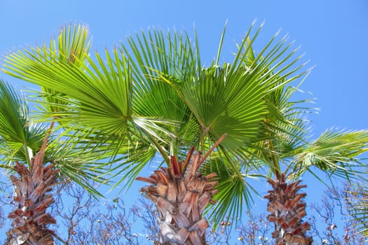 palm tree close-up against the blue cloudless sky