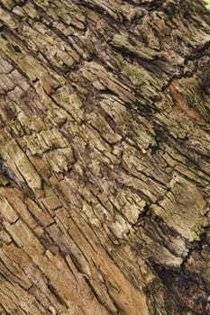 Closeup of the bark of an old tree