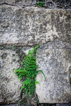 Part of a stone wall . Background or texture