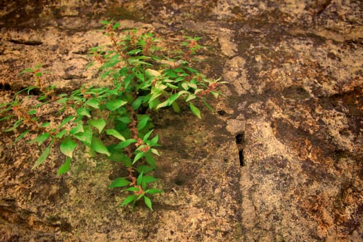 Part of a stone wall . Background or texture