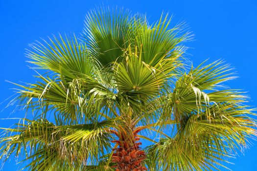 palm tree close-up against the blue cloudless sky