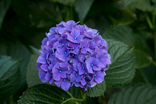 Hydrengeas flowers blooming in the garden.