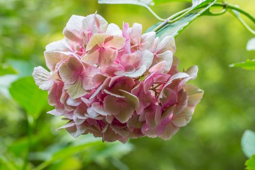 Hydrengeas flowers blooming in the garden.