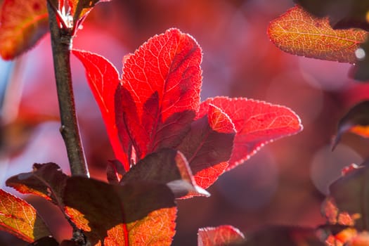 Red leaves on bright background