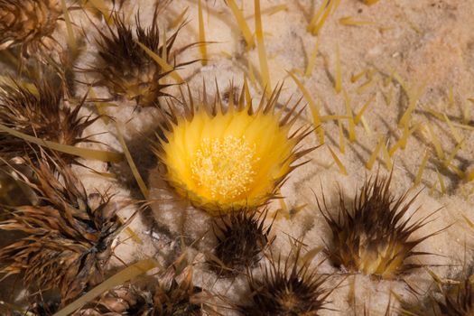 Golden Barrel Cactus in desert.