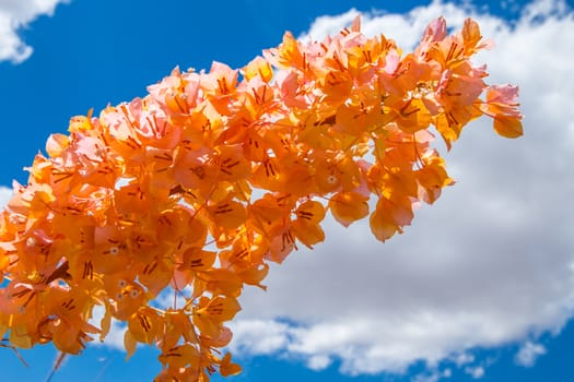 Beautiful orange bougainvillea flowers on blue sky background.