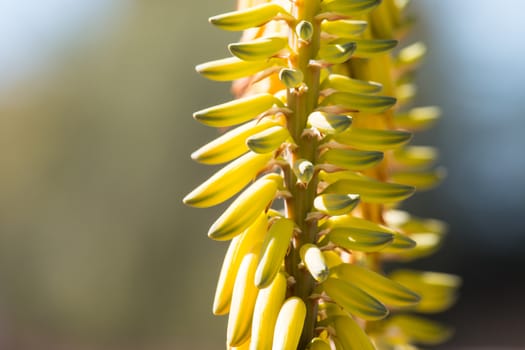 Close up of aloe vera flower.