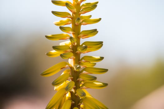 Close up of aloe vera flower.