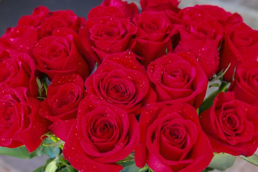 Close up of red roses and water drops.