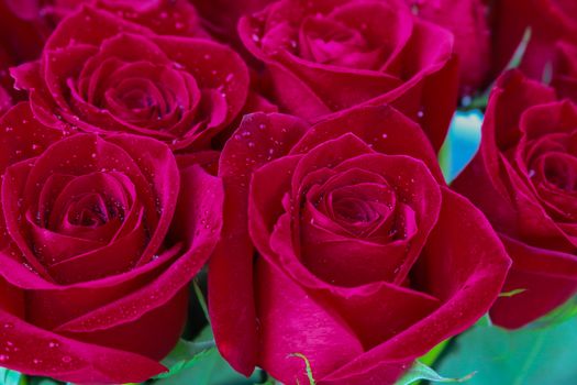 Close up of red roses and water drops.