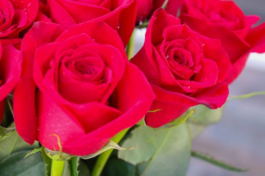 Close up of red roses and water drops.