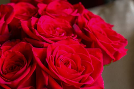 Close up of red roses.