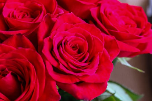 Close up of red roses.