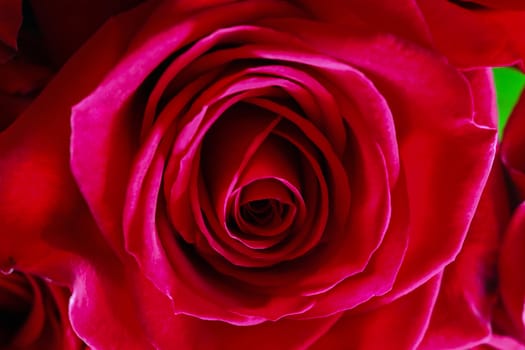 Close up of red roses.