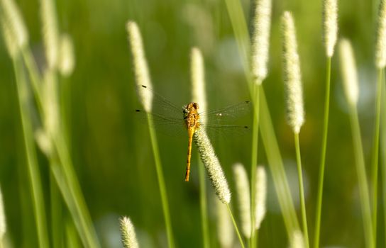 A dragonfly resting on foxtail.