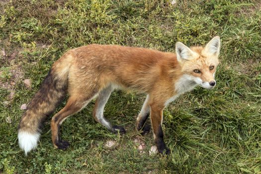 A fox in captivity looking at the camera.