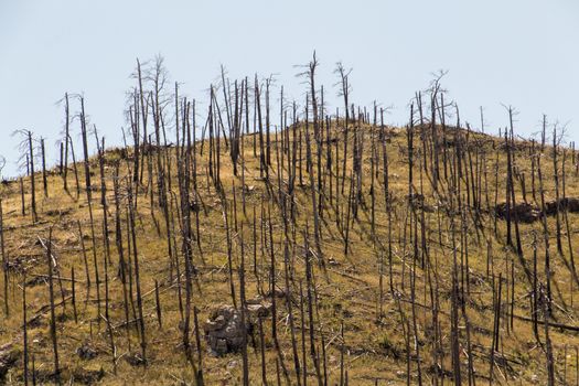 Sparse and burned trees on a mountain in South Dakota.