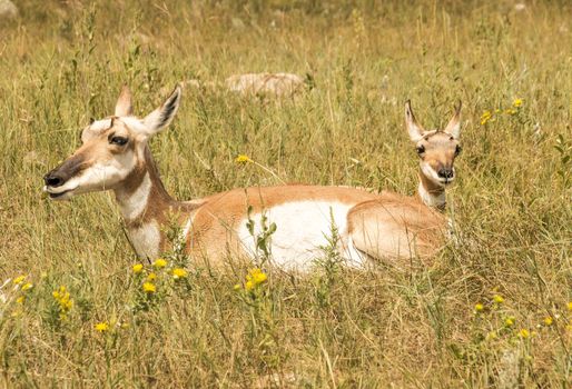 A pronghorn in the wild with its young.