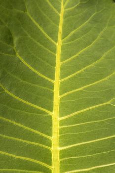 A close-up of a leaf in Minnesota.