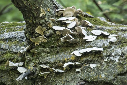 Shelf fungi growing on a dead tree in Minnesota.