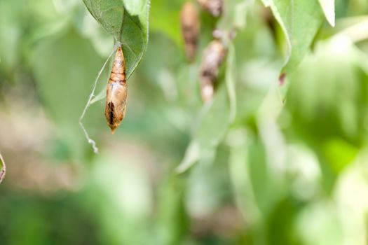 Blank chrysalis butterfly hanging on leaves in nature