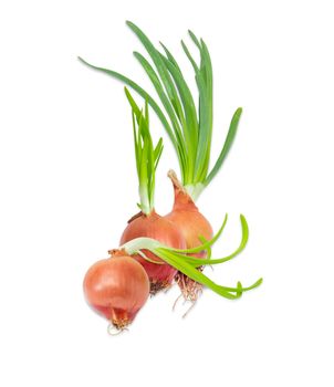 Three sprouting bulb onion with green sprouts closeup on a light background 
