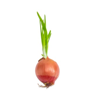 Sprouting bulb onion with green sprouts closeup on a light background 
