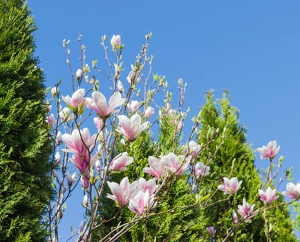 Branches of the magnolia with pink flowers on the bare tree on the background of thuja and sky
