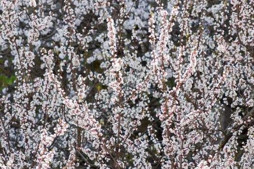 Branches of the blossoming apricot trees with flowers and young leaves on a dark blurred background
