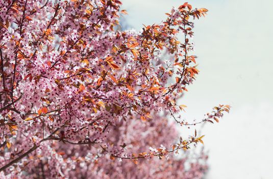 Background of the branches of the blossoming ornamental plum trees with flowers and young leaves 
