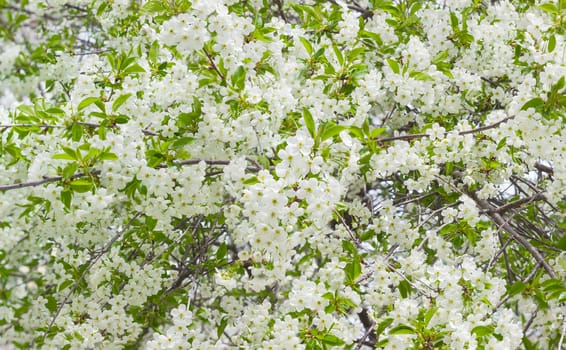 Background of the branches of the blossoming cherry trees with flowers and young leaves 
