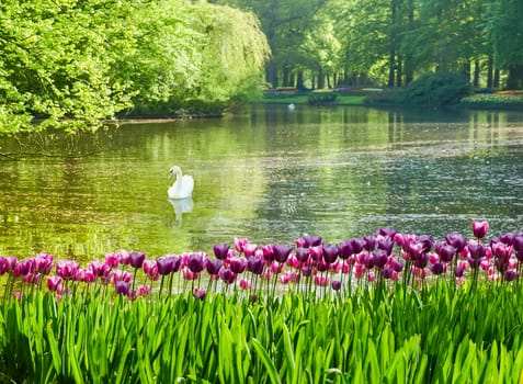 Purple tulips on the background of the reservoir with the floating swan in Keukenhof Park
