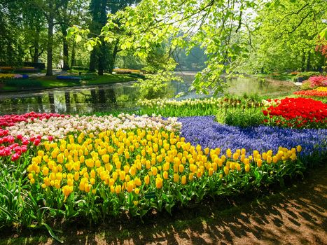 Flowerbed of the tulips of the different colors and other flowers on the shore of the reservoir in Keukenhof Park
