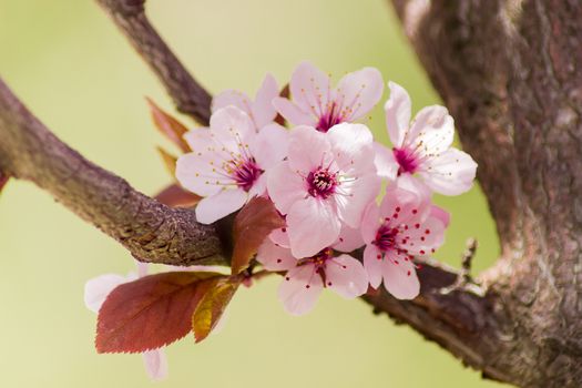 Several flowers of the ornamental plum tree on the background of the young leaves and branches closeup 
